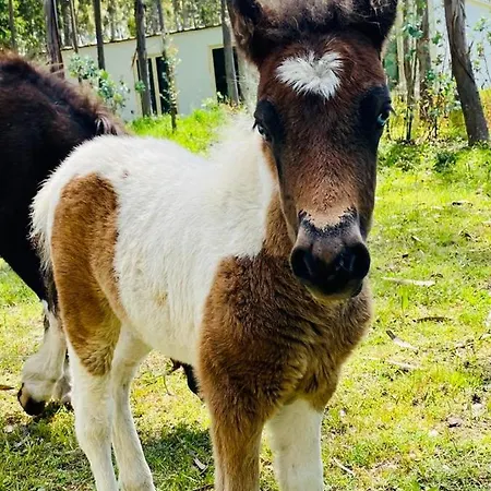 Bumgalow 5x باتاياس