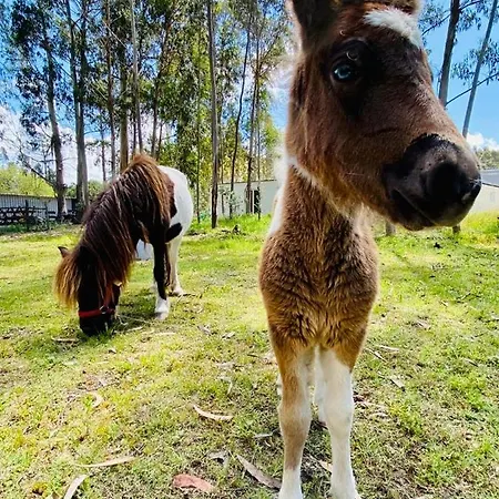 منتزه العطل Bumgalow 5x *